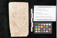 Foto (Objekt + Etikett) von Quercus palaeoilex Ettingshausen (NHMW-GEO-2024-0188-8107)